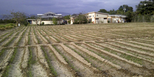 A new approach to planting maize seedlings developed at the CRDD is pictured here, the Center is visible in the background.